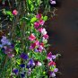 Fragrant English Sweetpea Flower Mixed Lathyrus odoratus - 40 Seeds