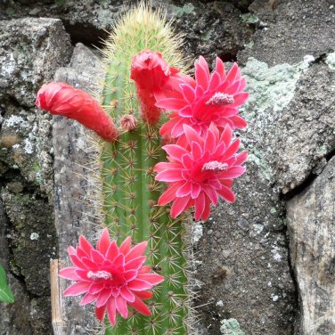 Bolivian Cactus Succulent Rare Bolivicereus Cleistocactus samaipatanus - 15 Seeds