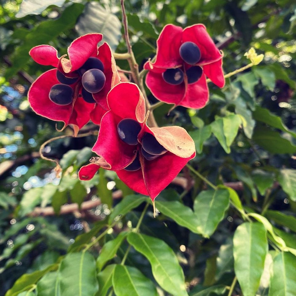 10 graines Majidea zanguebarica (Perles de Zanzibar, Black pearl tree)