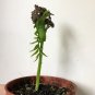 Rare Mgambo Black Pearl Tree Majidea Zanguebarica - 5 Seeds