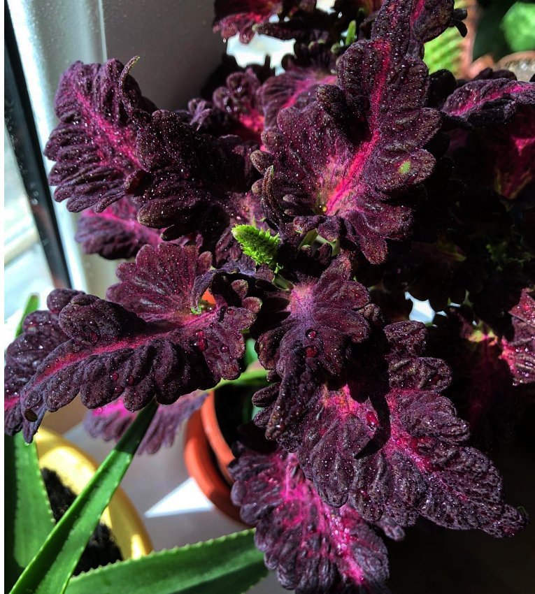 Dark Coleus Black Dragon Solenostemon scutellarioides - 25 Seeds