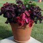 Dark Coleus Black Dragon Solenostemon scutellarioides - 25 Seeds