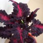 Dark Coleus Black Dragon Solenostemon scutellarioides - 25 Seeds