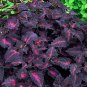 Dark Coleus Black Dragon Solenostemon scutellarioides - 25 Seeds