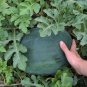 Heirloom Black Diamond Large Watermelon Citrullus lanatus - 20 Seeds