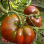 Organic Heirloom Beefsteak Tomato Black Krim Lycopersicon lycopersicum - 25 Seeds
