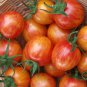 Artisan Cherry Tomato Open Pollinated Sunrise Bumblebee Rare  - 1 Live Plant