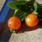 Artisan Cherry Tomato Open Pollinated Sunrise Bumblebee Rare  - 1 Live Plant