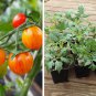 Artisan Cherry Tomato Open Pollinated Sunrise Bumblebee Rare  - 1 Live Plant