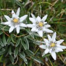 Mountain Alpine Edelweiss Leontopodium alpinum - 100 Seeds