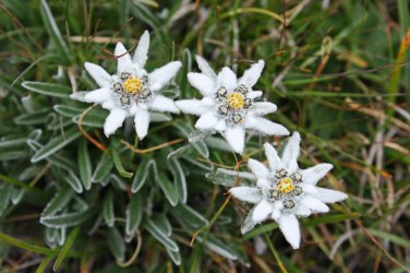 Mountain Alpine Edelweiss Leontopodium alpinum - 100 Seeds