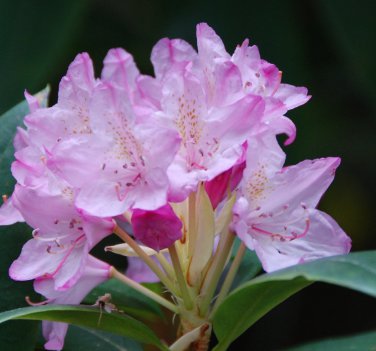 Wild Native Pacific Rhododendron Rhododendron macrophyllum - 80 Seeds