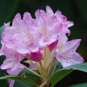 Wild Native Pacific Rhododendron Rhododendron macrophyllum - 80 Seeds