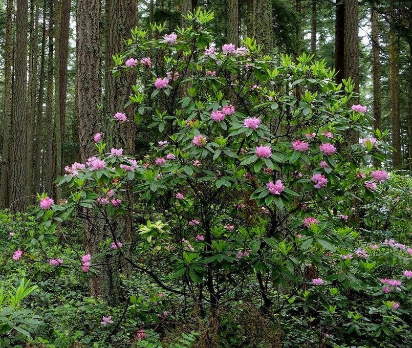 Wild Native Pacific Rhododendron Rhododendron macrophyllum - 80 Seeds