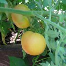 Organic Heirloom Tomato Wapsipinicon Peach Lycopersicon lycopersicum - 25 Seeds