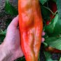 Giant Aconcagua Sweet Pepper Sweet Capsicum annuum - 25 Seeds