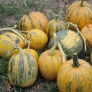 Styrian Heirloom Hulless Oilseed Pumpkin Squash Organic  - 20 Seeds
