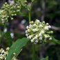 Rare Woodland Butterfly Poke Shade Milkweed White Asclepias exaltata  - 12 Seeds