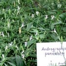Green Chiretta Herb Organic Kalmegh King of Bitter Andrographis paniculata - 60 Seeds