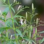 Green Chiretta Herb Organic Kalmegh King of Bitter Andrographis paniculata - 60 Seeds