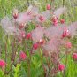 Native Wild Old Man's Beard Prairie Smoke Geum Triflorum - 20 Seeds