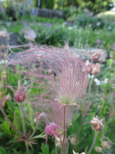 Native Wild Old Man's Beard Prairie Smoke Geum Triflorum - 20 Seeds