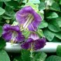 Purple Cup and Saucer Vine Cobaea scandens - 8 Seeds