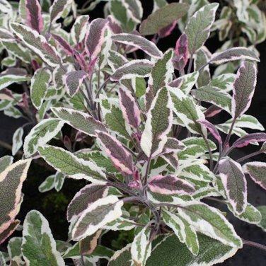 Variegated Sage Organic Culinary Herb Salvia Officinalis tricolor - 1 Live Starter Plant