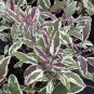 Variegated Sage Organic Culinary Herb Salvia Officinalis tricolor - 1 Live Starter Plant