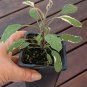 Variegated Sage Organic Culinary Herb Salvia Officinalis tricolor - 1 Live Starter Plant