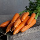 Heirloom Carrot Scarlet Nantes Carota dauca – 150 Seeds