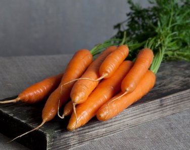 Heirloom Carrot Scarlet Nantes Carota dauca â�� 150 Seeds