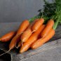 Heirloom Carrot Scarlet Nantes Carota dauca – 150 Seeds