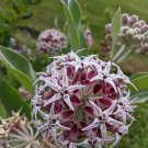 Native Showy Butterfly Milkweed Asclepias speciosa - 30 Seeds