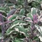 Culinary Herb Variegated Sage Organic Salvia Officinalis tricolor - 1 Live Starter Plant