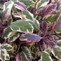 Culinary Herb Variegated Sage Organic Salvia Officinalis tricolor - 1 Live Starter Plant