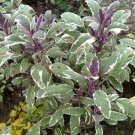 Culinary Herb Variegated Sage Organic Salvia Officinalis tricolor - 1 Live Starter Plant