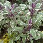 Culinary Herb Variegated Sage Organic Salvia Officinalis tricolor - 1 Live Starter Plant
