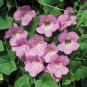 Snapdragon Vine Rose Pink  Maurandya scandens - 10 Seeds