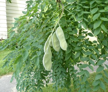 Native Kentucky Coffeetree Gymnocladus dioicus - 8 Seeds