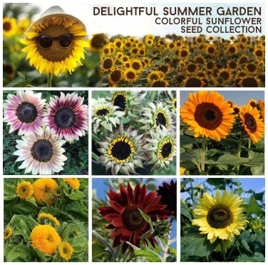 Colorful Garden Sunflower Seed Collection - 6 Varieties