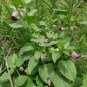 Wild Nightshade Belladonna Atropa Belladonna - 20 Seeds