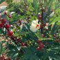 Tropical Roselle Jamaica Hibiscus Organic Hibiscus sabdariffa - 10 Seeds