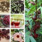 Tropical Roselle Jamaica Hibiscus Organic Hibiscus sabdariffa - 10 Seeds