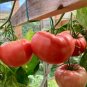 Amish Heirloom Tomato Red Brandywine Organic Lycopersicon lycopersicum - 25 Seeds