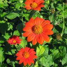 Red Mexican Sunflower Tithonia rotundifolia Torch - 100 seeds
