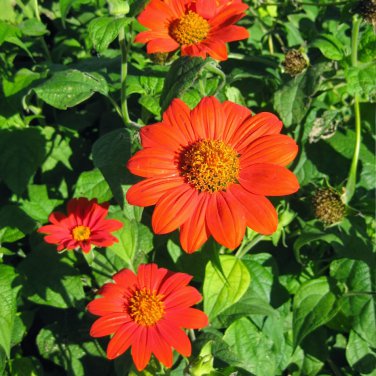 Red Mexican Sunflower Tithonia rotundifolia Torch - 100 seeds