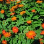 Red Mexican Bush Sunflower Tithonia rotundiflora - 100 Seeds