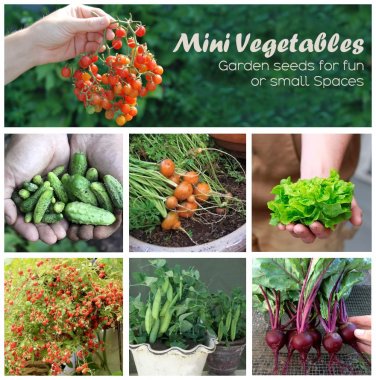Miniature Vegetables Organic Seed Collection - 6 Varieties