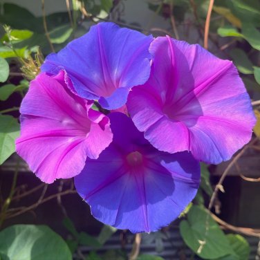 Perennial Morning Glory Blue Dawn Flower  Ipomoea acuminata learii - Live Plant